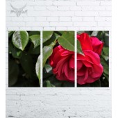 Модульная картина "Цветы №547"